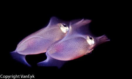 Squid twins by Bill Van Eyk 