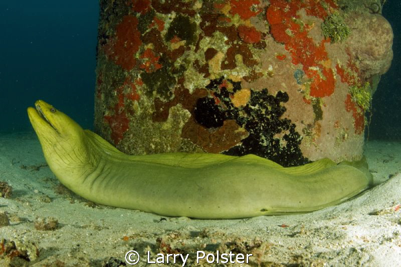This 2 meter green moray was resting at the end of the Fr... by Larry Polster 