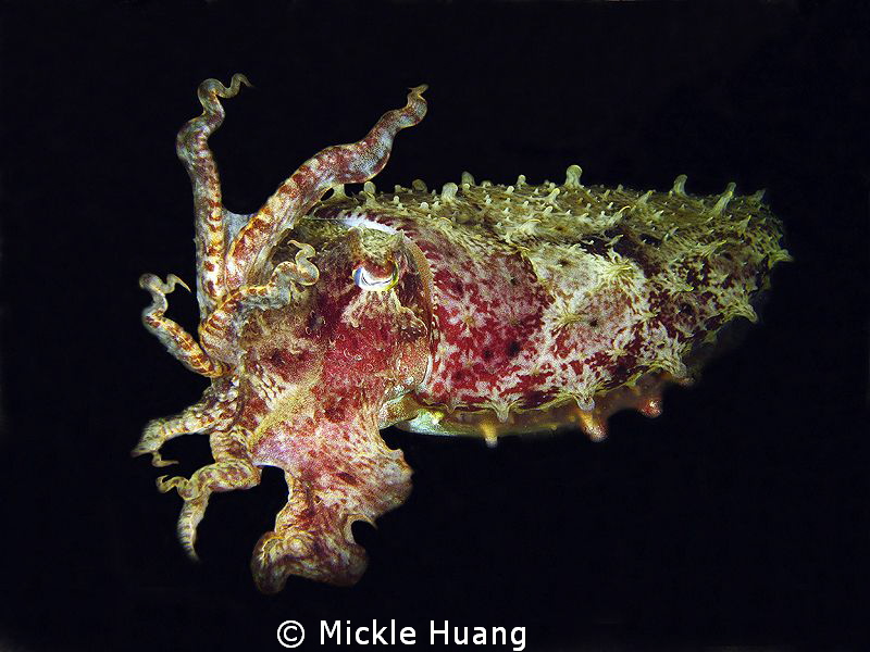 Encountered at night
Cuttlefish
Photoshop the backgroun... by Mickle Huang 