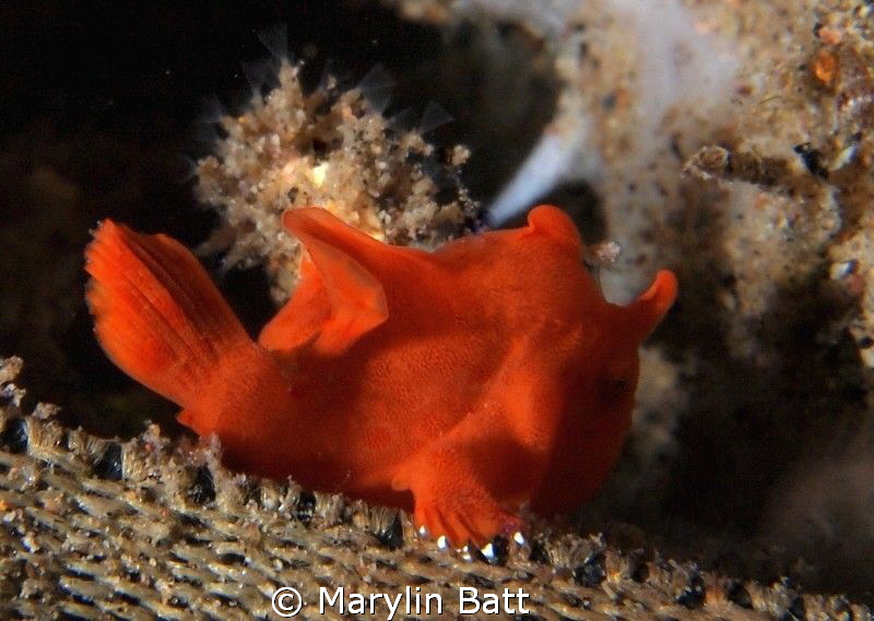 Tiny juvenile frogfish by Marylin Batt 