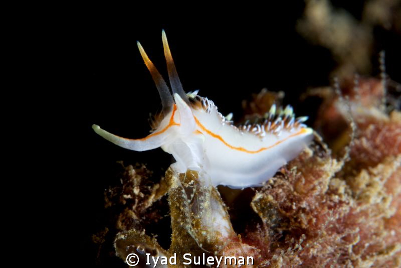 Nudibranch taken by Canoon 60mm lens, ISO 125, f18, 1/200... by Iyad Suleyman 