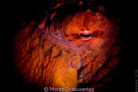 Octopussy!

600D + 60mm by Moritz Drabusenigg 