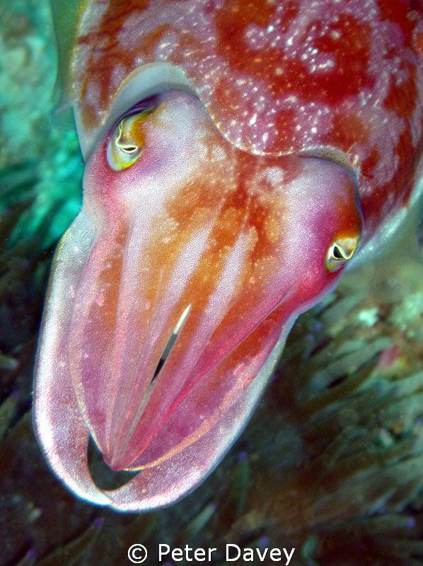 Inquisitive Cuttlefish. by Peter Davey 