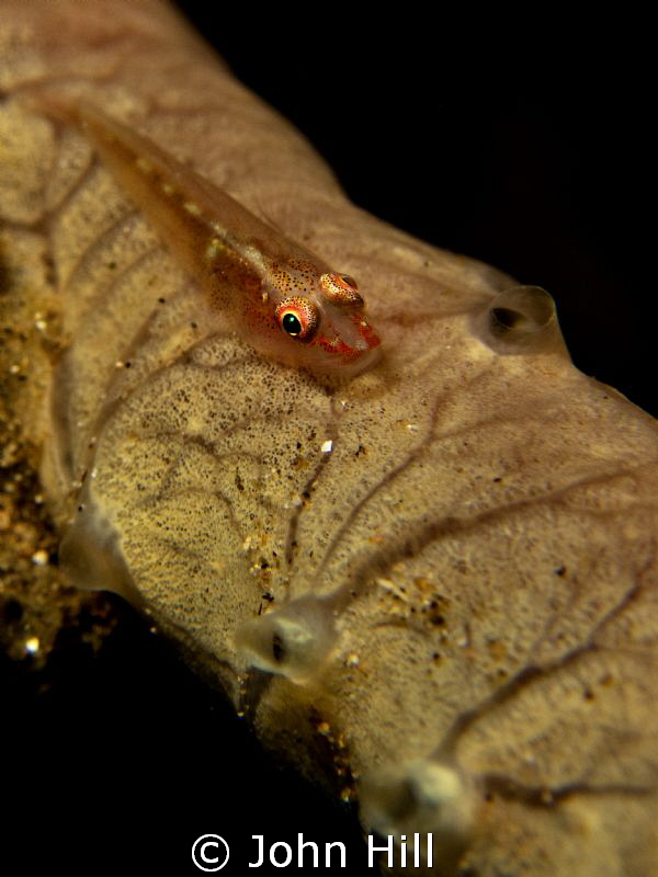 Tiny Goby playing hide and seek around it's home. (Or jus... by John Hill 