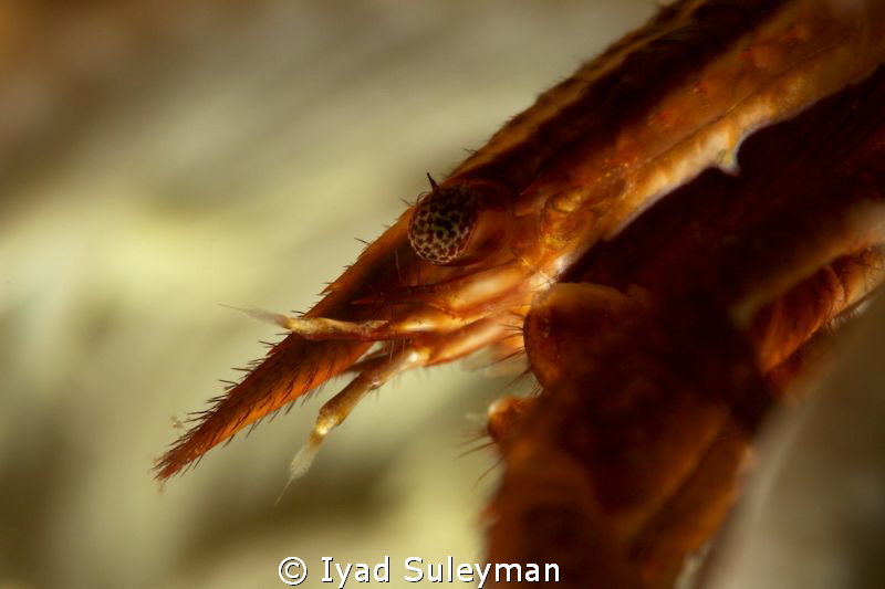Crinoid squat lobster by Iyad Suleyman 