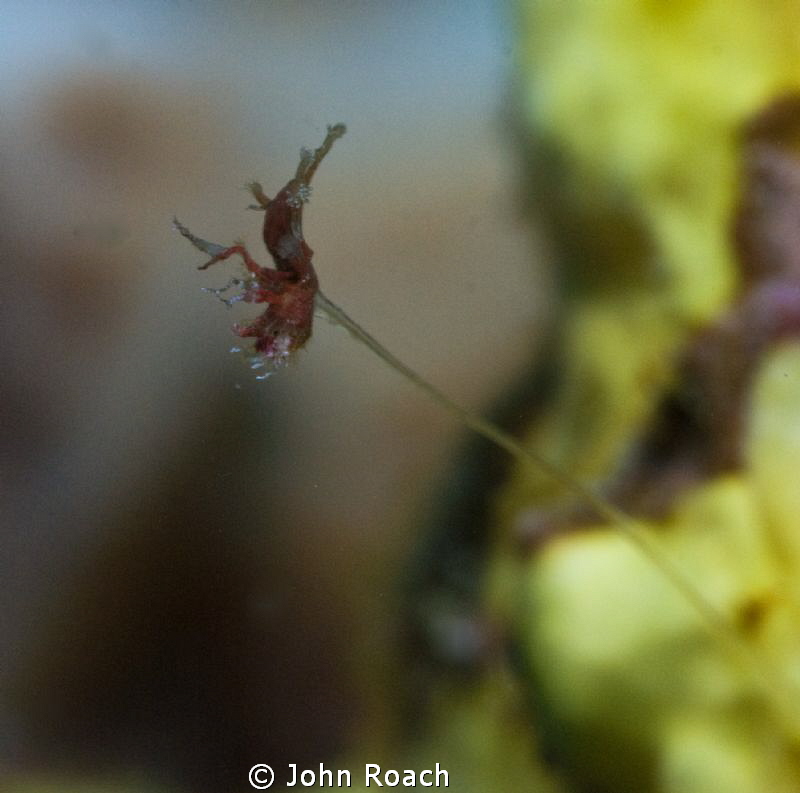 Very much shrimpish! What are the genetics for that trait... by John Roach 