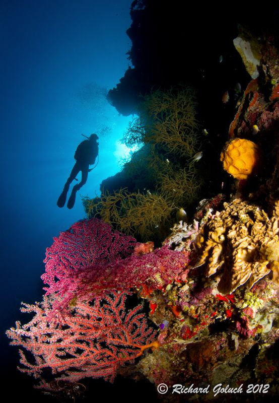 Elmo's reef-Weda Bay -Halmahera Island by Richard Goluch 