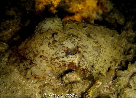 A lovely cuttlefish taken on anight dive on Ras Katy, Sha... by Amy Oxtoby 