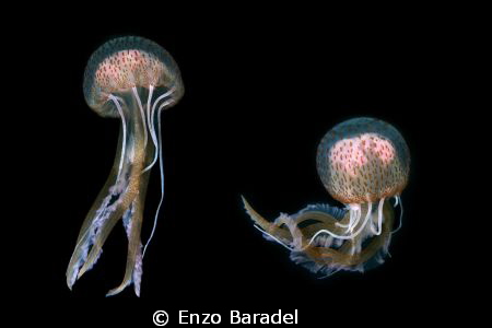 Two jelly fish in Tenerife by Enzo Baradel 