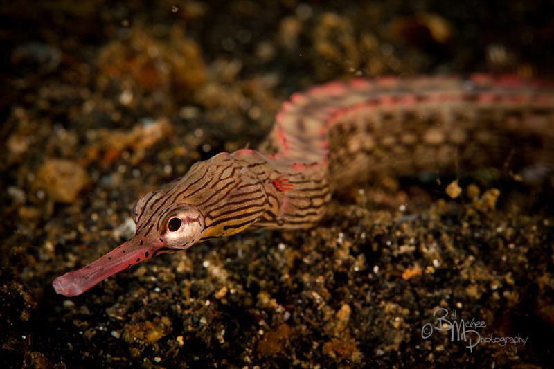 Pipe fish by Bill Mcgee 