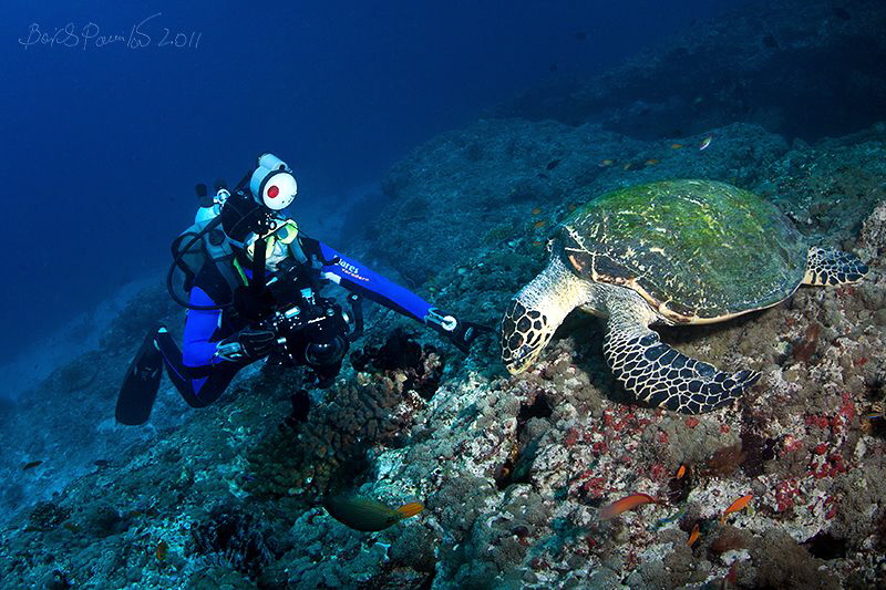 each busy with his business
/ Hawksbill turtle in Holyda... by Boris Pamikov 