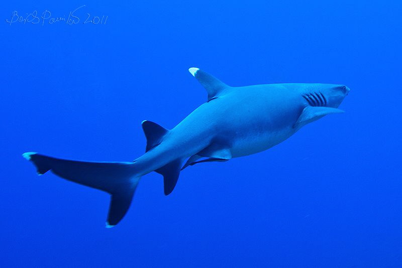 fly away...
/ Whitetip Reef Shark in Guraidhoo Channel
... by Boris Pamikov 