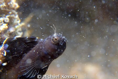 Sailfin Blenny peeking out on the Big Coral Knoll off the... by Michael Kovach 