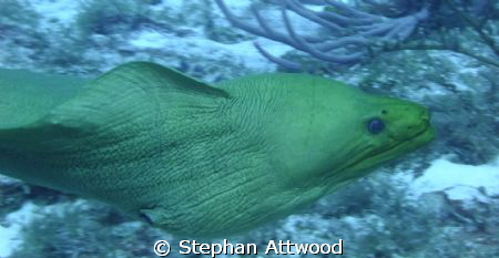 Free swimming green morey - got quite close to me. by Stephan Attwood 