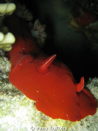 A huge Spanish dancer (30+cm)  on a night dive! by Amy Oxtoby 