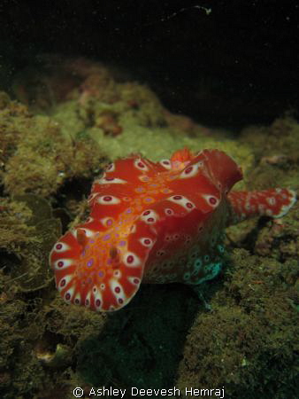 Colourfull nudibranch found close to the glenelg barge wr... by Ashley Deevesh Hemraj 