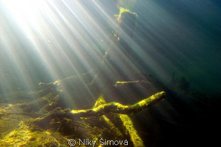underwater wood by Niky Šímová 