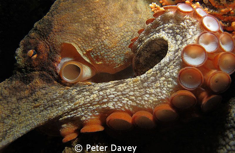 Swansea Bridge, Sydney Octopus. by Peter Davey 