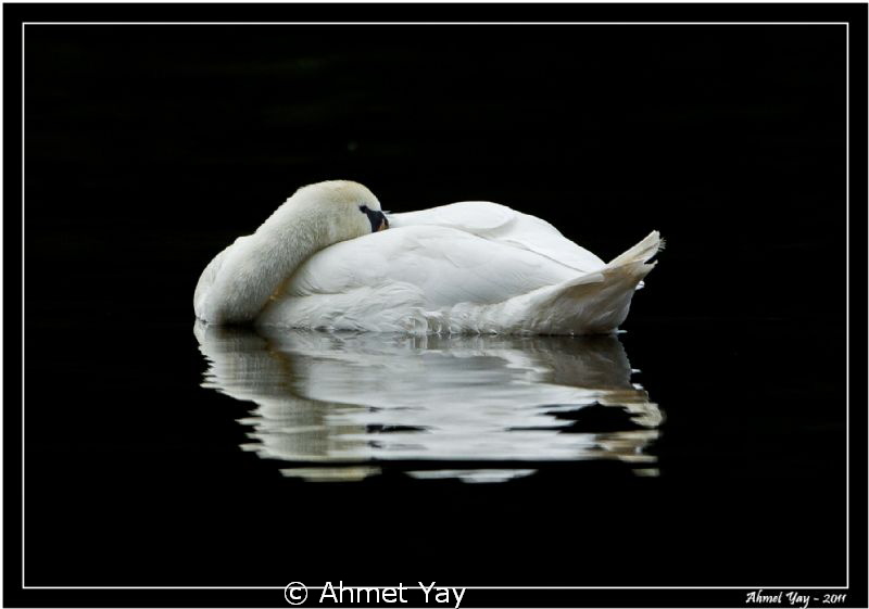 Swan is sleeping...:) by Ahmet Yay 