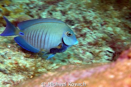 Doctorfish with Cymothoid Isopod on the Big Coral Knoll o... by Michael Kovach 