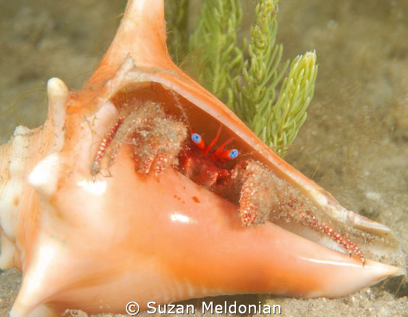 Redbanded Hermit Crab- trying on a conch for size! by Suzan Meldonian 