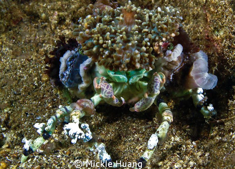 What do you think, good looking?
Camouflage Crab
Aniloa... by Mickle Huang 