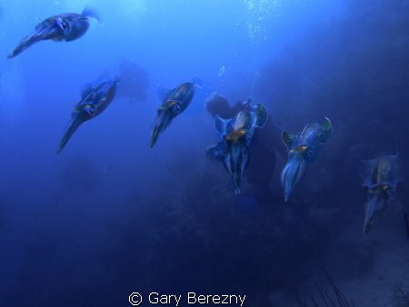 Photo of a group of squid at Utila by Gary Berezny 