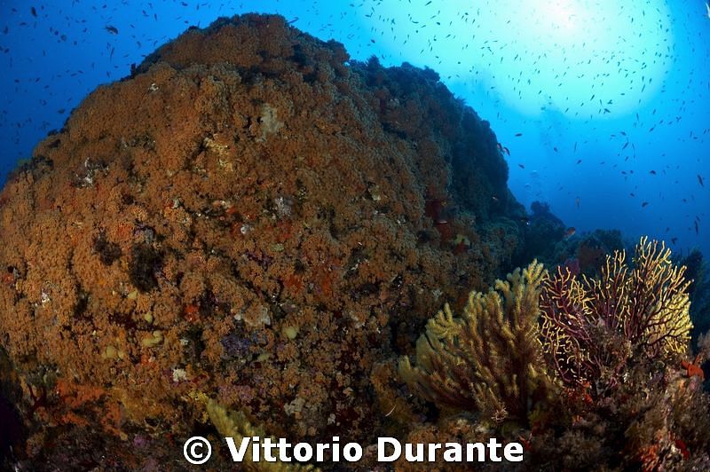 Colors of mediterranean underwater landscape by Vittorio Durante 
