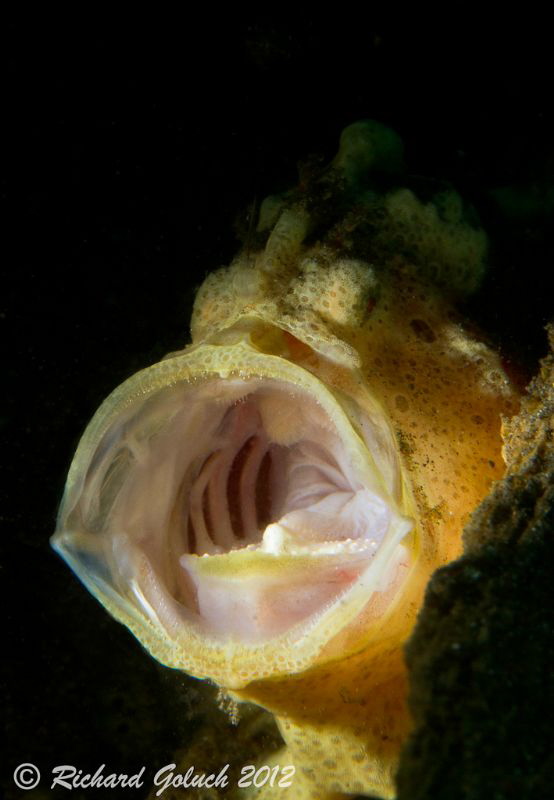 Painted Frogfish yawning-snoot-Lembeh by Richard Goluch 