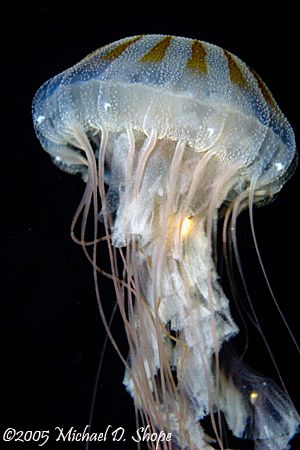 Jelly Fish in Panama City Florida taken with a Canon 20D ... by Michael Shope 