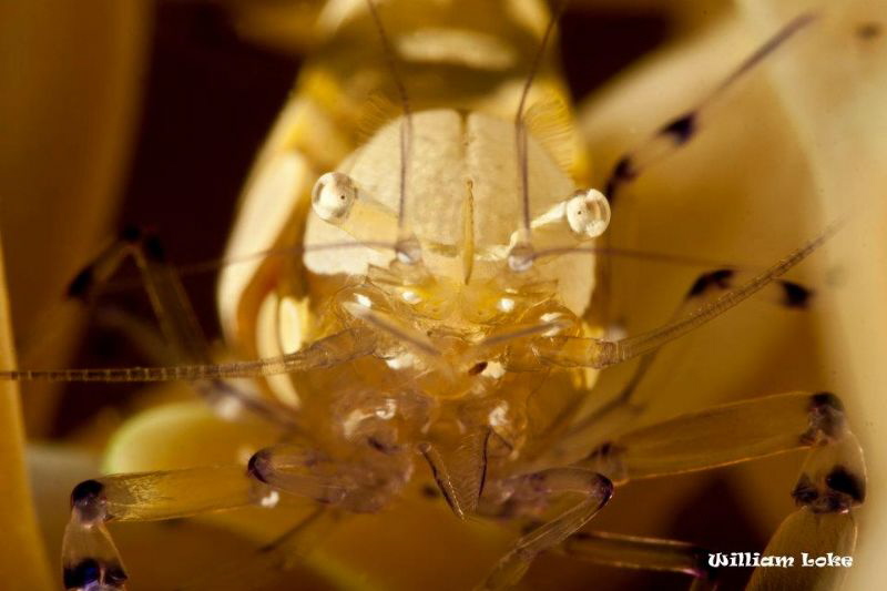 Close Up Shot - Anemone Shrimp by William Loke 