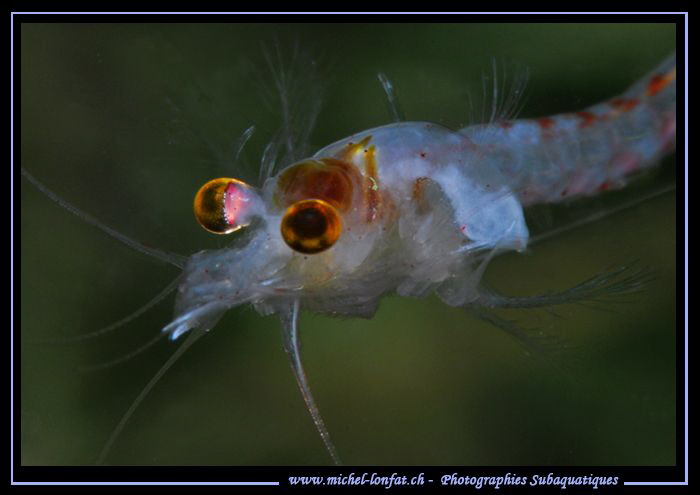 Details of our little Freshwater Shrimps, around 1.5cm (H... by Michel Lonfat 