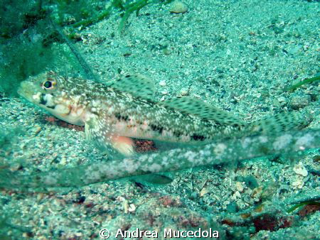 a lazy :) goby by Andrea Mucedola 