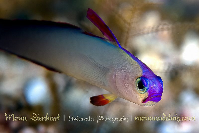 my favourite goby :) by Mona Dienhart 