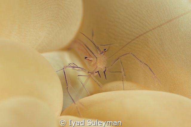 Baby Bubble coral shrimp 
100mm macro, +10 SubSee by Iyad Suleyman 