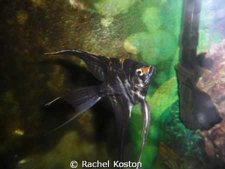MY PET FISH!!! by Rachel Koston 
