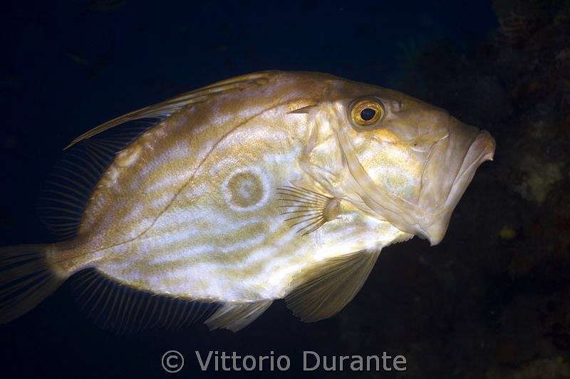 John Dory in action by Vittorio Durante 