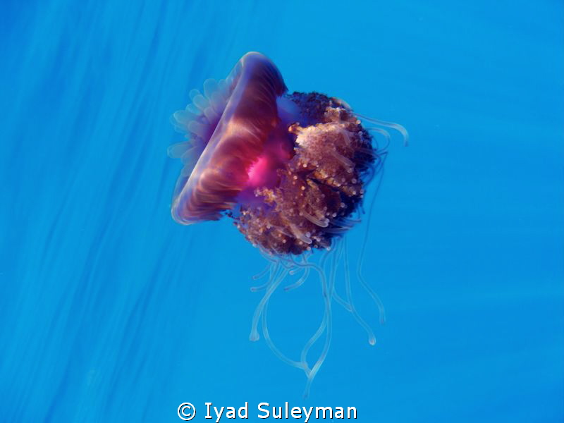"Hot  heart" :-)
Jellyfish by Iyad Suleyman 