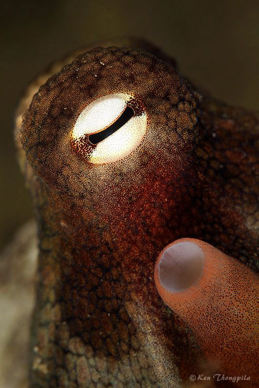 Close up with Octopus by Ken Thongpila 