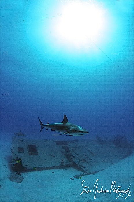Swimming to the dinner bell. This Reef Shark is a loner a... by Steven Anderson 