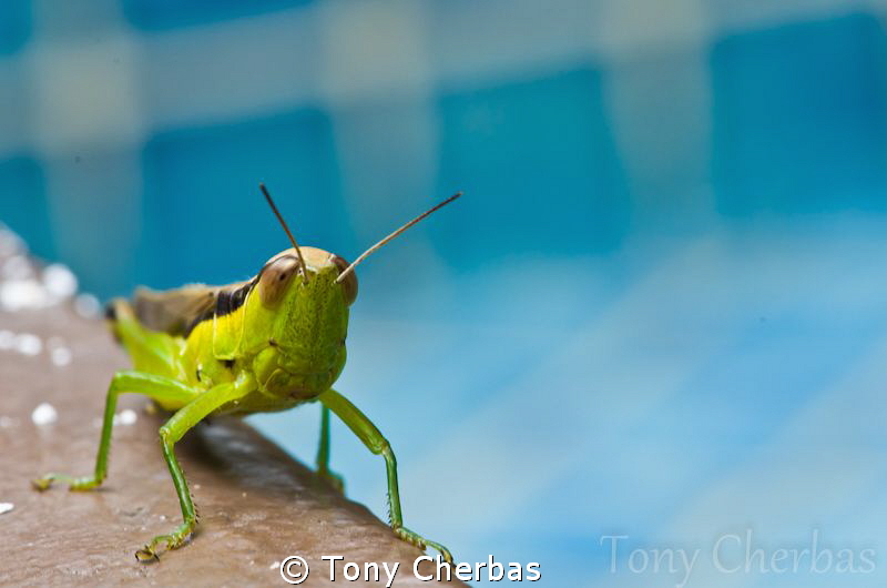 Grasshopper by the pool by Tony Cherbas 