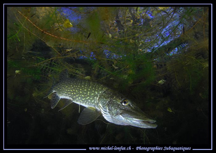 King Pike Fish in his pound... 2 :O)... by Michel Lonfat 