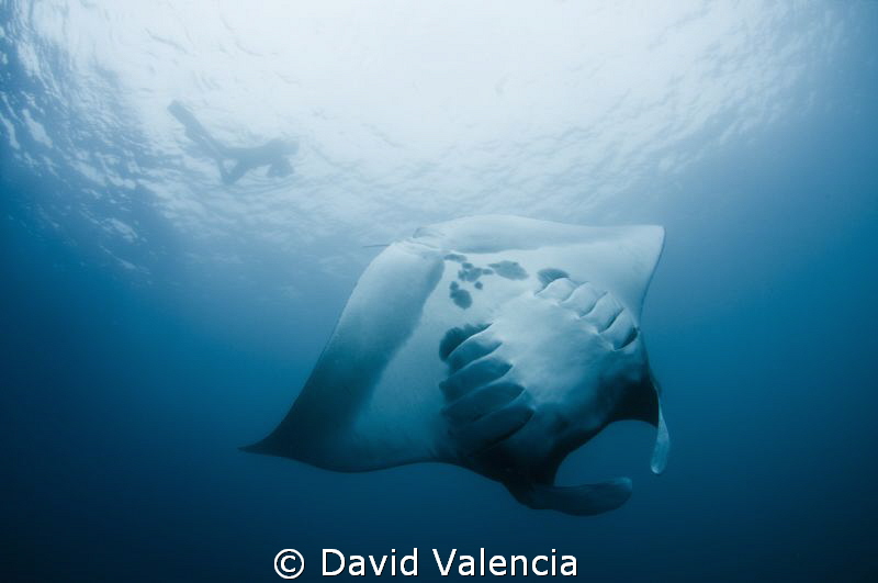 We jumped in to snorkel with these mantas while they fed ... by David Valencia 