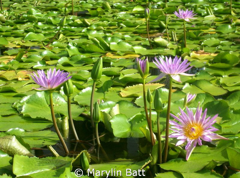 Water lilys floating on the pond at the resort by Marylin Batt 