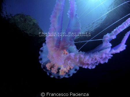 Jellyfish Noctiluca pelagia by Francesco Pacienza 