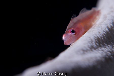 big eyes fish by Marco Chang 