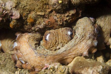 Common octopus - Italy - Portofino reserve - night dive by Luca Bertoglio 