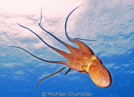 Hawaiian Octopus by Michael Drumstas 