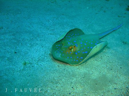 Nice little blue spotted ray! by Jake Fauvel 