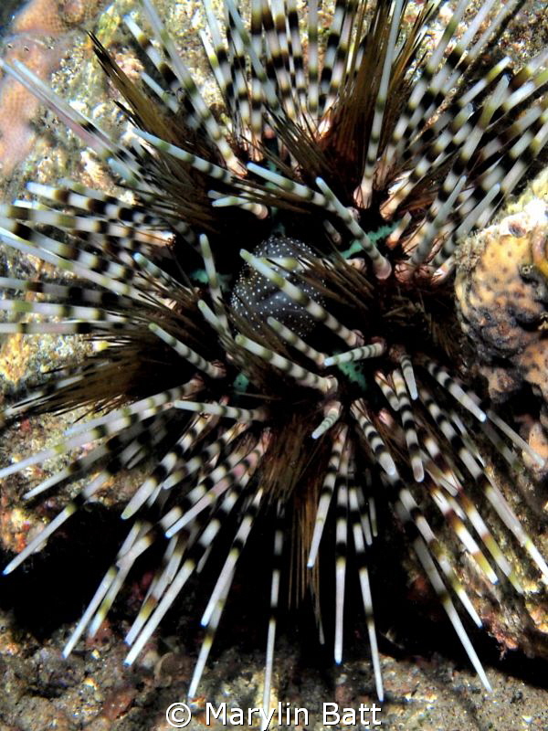 They called it a candy cane urchin by Marylin Batt 